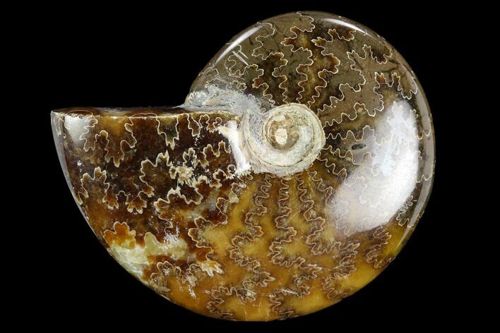 Polished, Agatized Ammonite (Cleoniceras) - Madagascar #119229